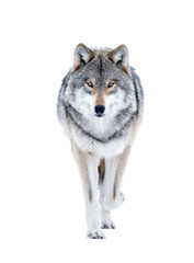 Obraz premium A majestic wolf walking gracefully through a snowy landscape. with its fur glistening in the winter sun. embodying the beauty of wildlife in a serene. cold environment