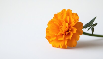 Vibrant orange marigold on white background