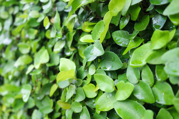 Small green leaves in hedge wall texture background. Closeup green hedge plant in garden. Eco evergreen hedge wall. Natural backdrop. Beauty in nature. Green leaves with natural pattern wallpaper