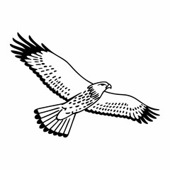 Falcon silhouette in details