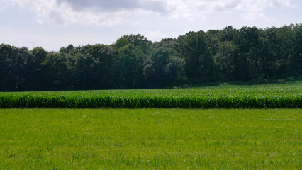 Cornfield just off Highway 218, North Carolina 2025