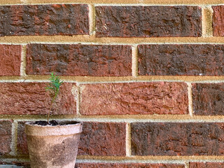 Pine Sprig and Brick Wall, NC 2025