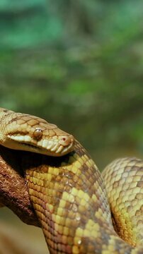 Centralian Carpet Python on Branch