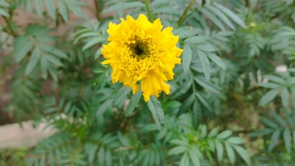 yellow flower in the garden