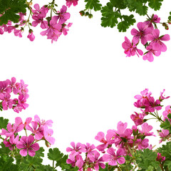 Pink Geranium Flowers Frame Black Background,