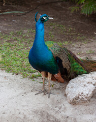pavo real 