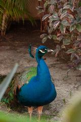 pavo real 2