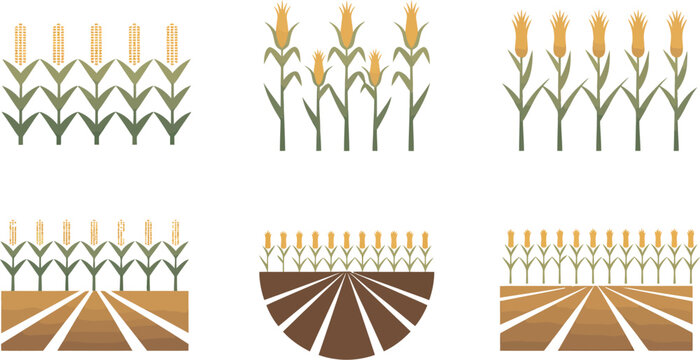 Corn field vector illustration agriculture farm harvest maize plant organic grain crop farming season 100 editable stock vector illustration