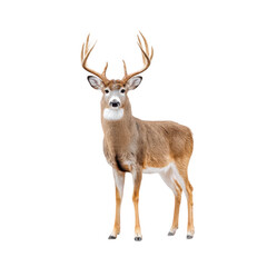 Obraz premium A majestic deer stands gracefully in a serene. neutral background. showcasing its impressive antlers and natural beauty. perfect for wildlife photography or nature-themed projects