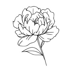 peony flower sketch vector © Zen20