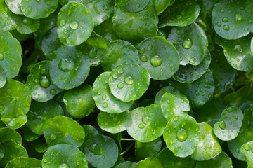 Green leaves of centella asiatica with rain drop (Gotu Kola) Fresh herb plant