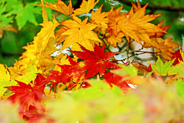 The autumn season leaf in Japan