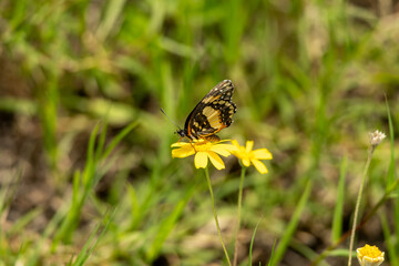 butterfly on flower