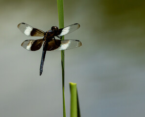 closeup of a dragonfly on a plant stem