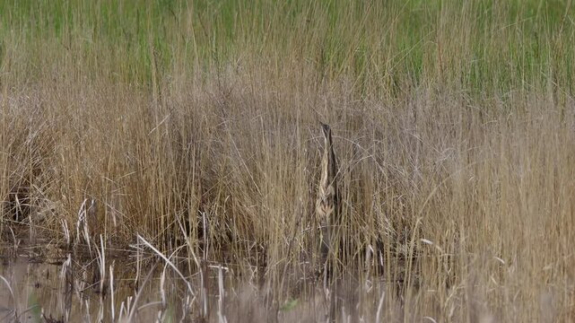 American Bittern camouflaged in a marsh, with ambient sound, part 1 of 3