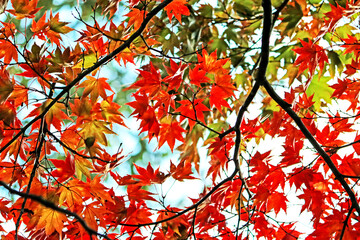 The autumn season leaf in Japan