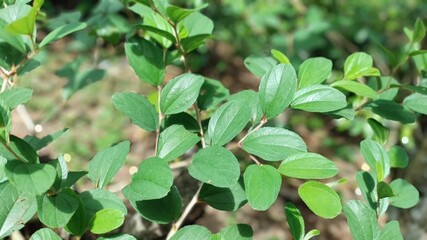 green leaves background Arabic bidara leaves
