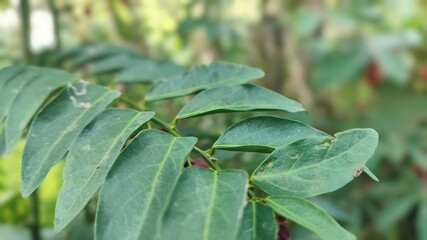 green leaf with dew drops