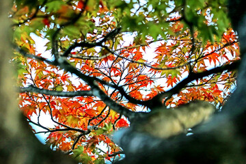 The autumn season leaf in Japan