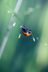 ladybug 