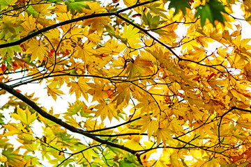 The autumn season leaf in Japan
