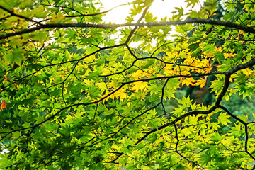 The autumn season leaf in Japan