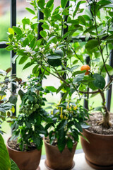 Blooming citrus calamondin tree with fragrant scented flowers on balcony at home, soft focus. Flowering houseplant Tangerine and potted paprika, tomatoes. Urban gardening concept. 