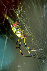 A long leg spider on a web