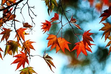 The autumn season leaf in Japan