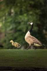 Canada goose parent and gosling walking on green grass, a tender wildlife scene capturing family and growth in nature.