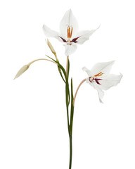 Gladiolus flowers, White gladiolus blooming on branch isolated on white background, with clipping path 