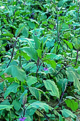 green leaves in the garden