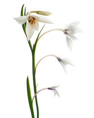 Fototapeta premium Gladiolus flowers, White gladiolus blooming on branch isolated on white background, with clipping path 