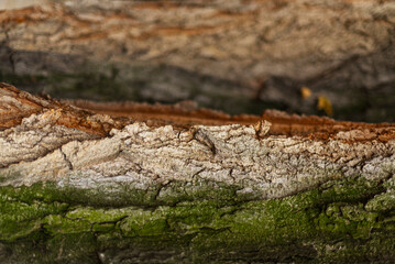 Close-up of tree bark with green moss and textured layers