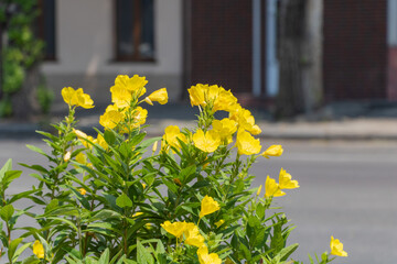 A yellow evening primrose in full bloom growing near the street, near a house