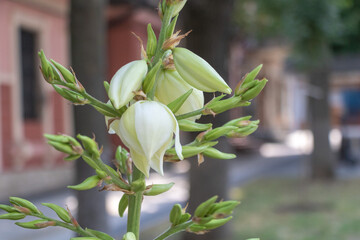A close-up of the white yucca flower in full bloom, with green buds and leaves growing on an...