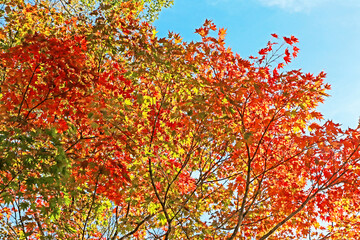 The autumn season leaf in Japan