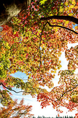 The autumn season leaf in Japan