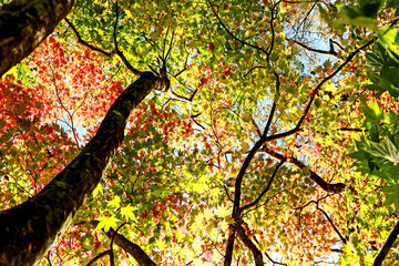 The autumn season leaf in Japan