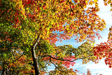 The autumn season leaf in Japan
