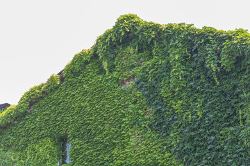 A green ivy-covered building wall, against a white background,