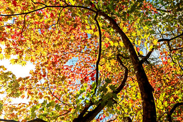 The autumn season leaf in Japan