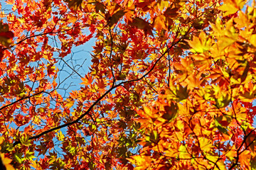 The autumn season leaf in Japan
