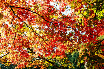 The autumn season leaf in Japan
