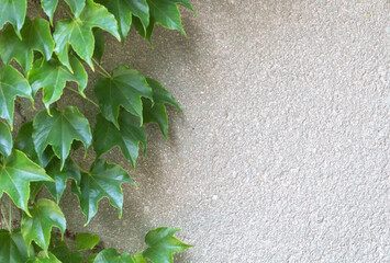 Green ivy leaves on a concrete wall background, with ample copy space for text.