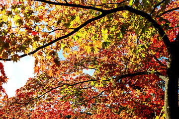 The autumn season leaf in Japan