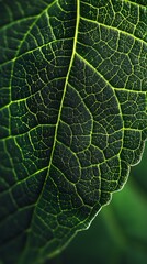 Detailed Macro Shot of a Green Leaf with Veins Illuminating the Structure