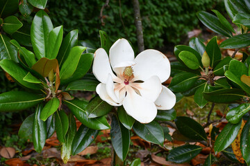 タイサンボク　Southern magnolia