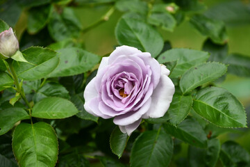 バラ「ブルー・バユー」 Rose 