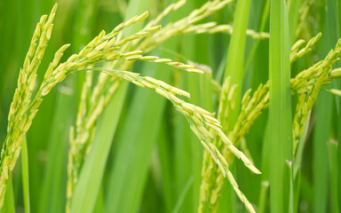 Macro shot of green rice plants with developing grains in a vibrant paddy field. Ideal for agriculture, organic food, or farming themes.